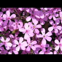 Saponaria ocymoides (fam Caryophyllacees) (Europe occidentale) (2)